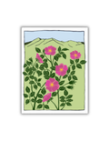 Wild Rose Postcard